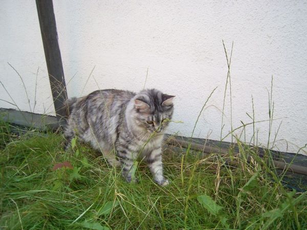 Undercover-Coon´s Bild 77 Juli 2007
