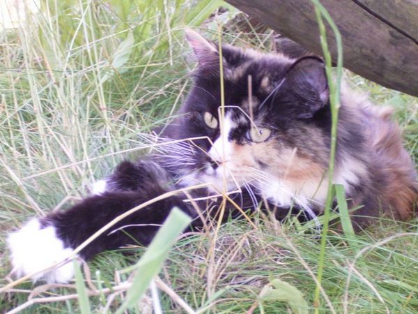 Undercover-Coon´s Bild 78 Juli 2007