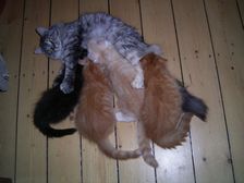 Undercover Coon´s Bild 74 Juli 2007