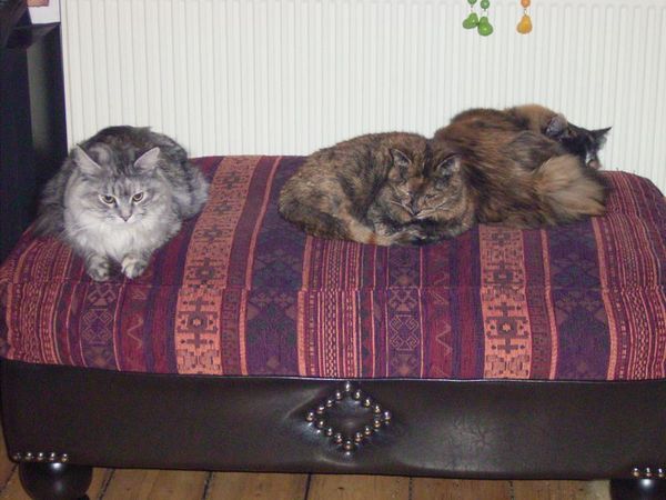 Undercover-Coon´s Bild 3 März 2008