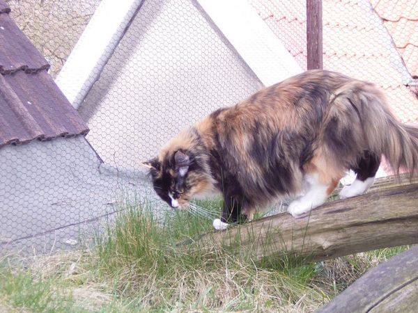 Undercover-Coon´s Bild 4 März 2008