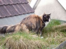 Undercover Coon´s Bild 8 März 2008