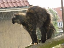 Undercover Coon´s Bild 15 Juli 2008