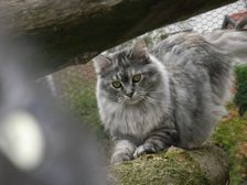 Undercover Coon´s Bild 9 Oktober 2008