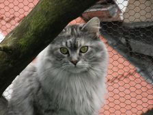 Undercover Coon´s Bild 11 Oktober 2008