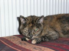 Undercover Coon´s Bild 5 November 2008