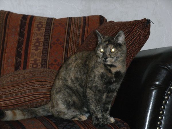 Undercover-Coon´s Bild 4 Dezember 2008