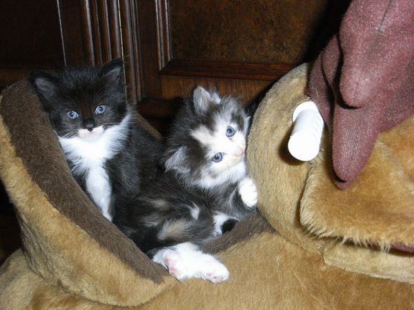 Undercover-Coon´s Bild 5 Dezember 2008