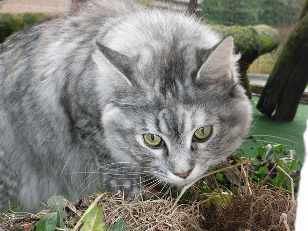 Undercover-Coon´s Bild 9 Dezember 2008