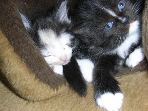 Undercover-Coon´s Bild 11 Dezember 2008