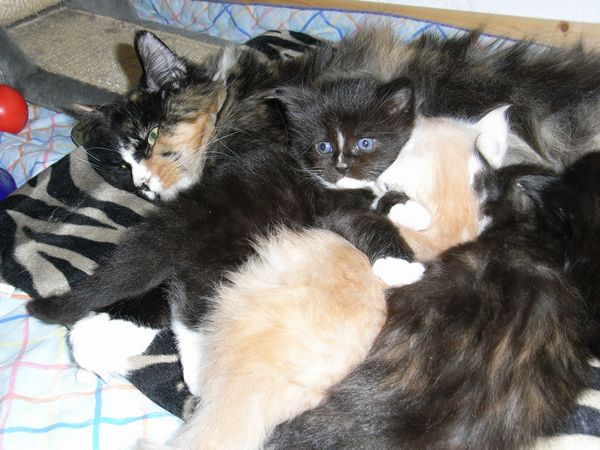 Undercover-Coon´s Bild 15 Dezember 2008