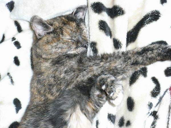 Undercover-Coon´s Bild 17 Dezember 2008