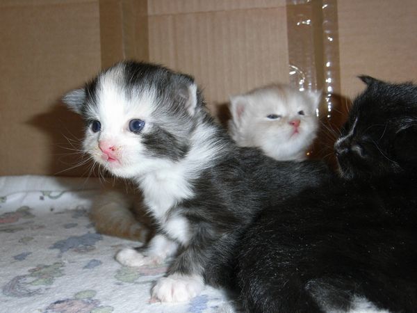 Undercover-Coon´s Bild 24 Dezember 2008