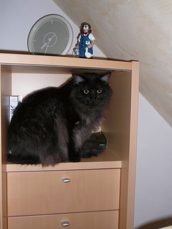 Undercover-Coon´s Bild 21 Januar 2009