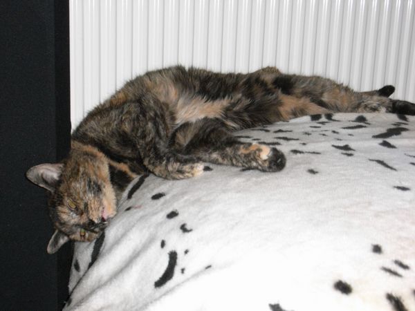 Undercover-Coon´s Bild 36 Januar 2009