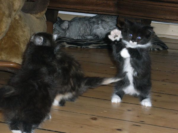 Undercover-Coon´s Bild 42 Januar 2009