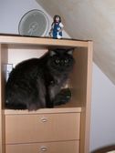 Undercover Coon´s Bild 21 Januar 2009
