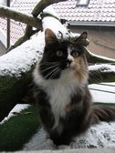 Undercover Coon´s Bild 44 Januar 2009