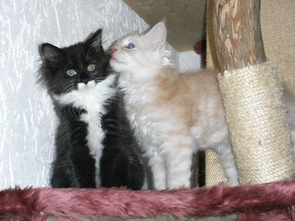 Undercover-Coon´s Bild 21 Februar 2009