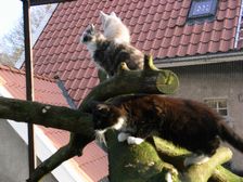 Undercover Coon´s Bild 2 Februar 2009