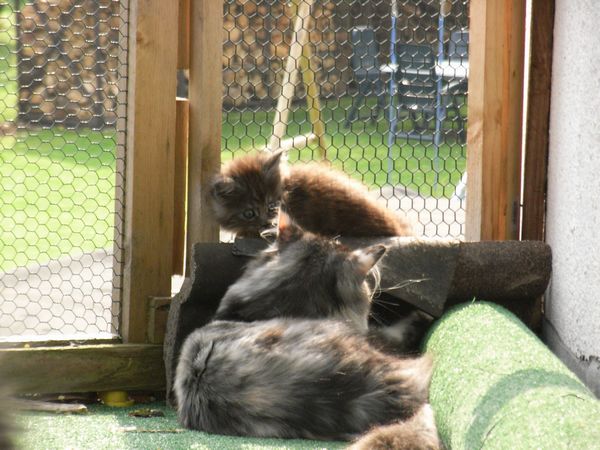Undercover-Coon´s Bild 18 April 2009