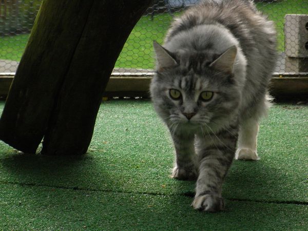 Undercover-Coon´s Bild 18 Mai 2009