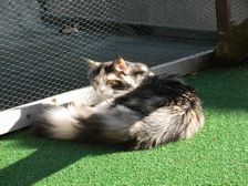 Undercover Coon´s Bild 7 Mai 2009