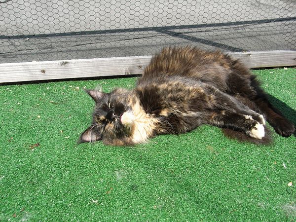 Undercover-Coon´s Bild 17 Juni 2009