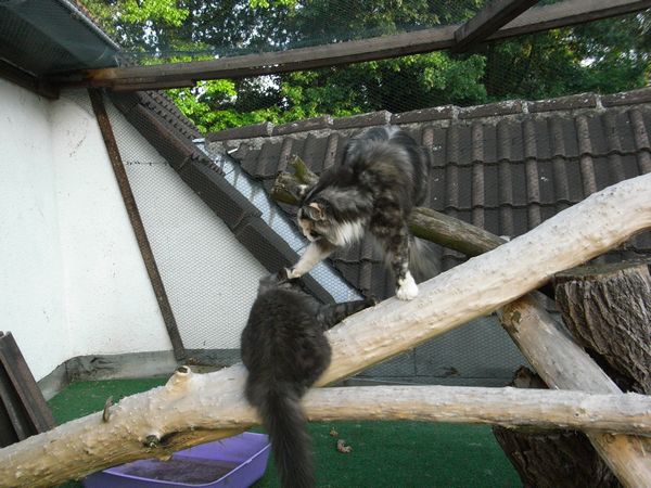 Undercover-Coon´s Bild 42 Juli 2009