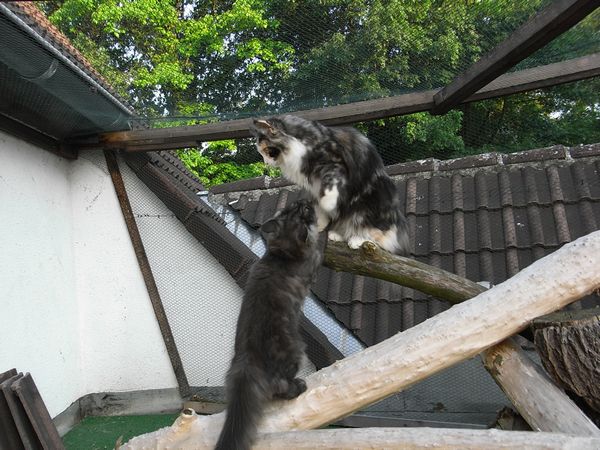 Undercover-Coon´s Bild 45 Juli 2009