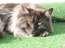 Undercover Coon´s Bild 10 Juli 2009