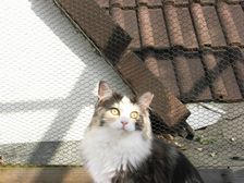 Undercover Coon´s Bild 17 Juli 2009