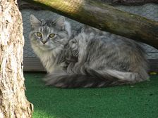 Undercover Coon´s Bild 18 Juli 2009