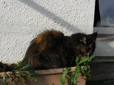 Undercover Coon´s Bild 21 Juli 2009