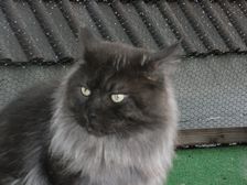 Undercover Coon´s Bild 32 Juli 2009