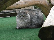 Undercover Coon´s Bild 36 Juli 2009