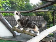 Undercover Coon´s Bild 38 Juli 2009