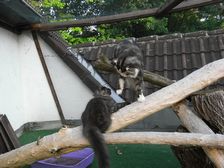 Undercover Coon´s Bild 43 Juli 2009