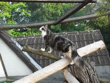 Undercover Coon´s Bild 47 Juli 2009