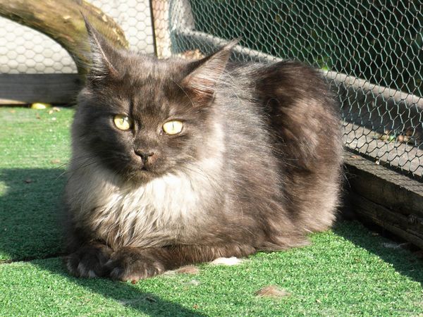 Undercover-Coon´s Bild 1 September 2009