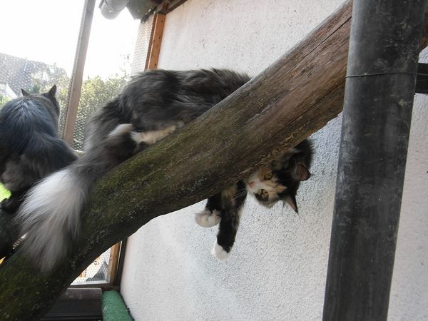 Undercover-Coon´s Bild 13 September 2009
