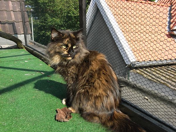 Undercover-Coon´s Bild 16 September 2009