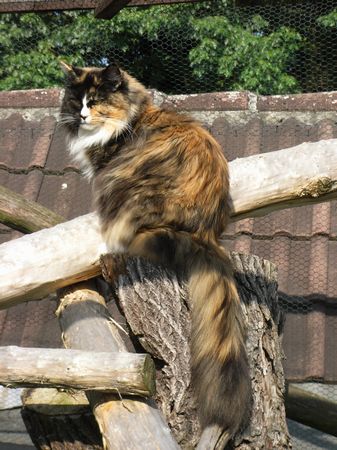 Undercover-Coon´s Bild 17 September 2009