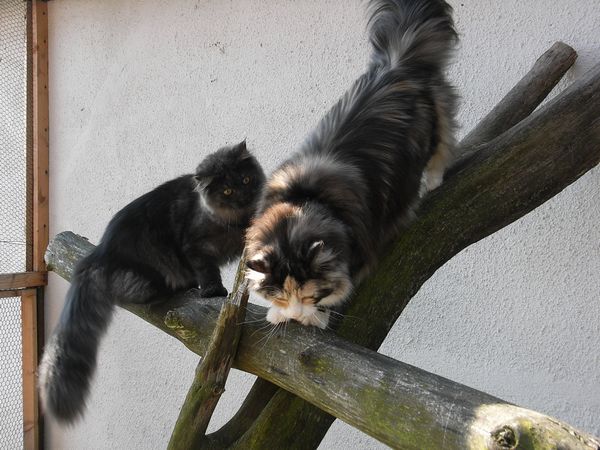 Undercover-Coon´s Bild 21 September 2009