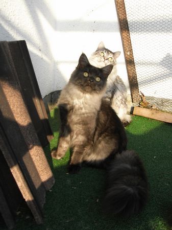 Undercover-Coon´s Bild 24 September 2009