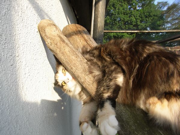 Undercover-Coon´s Bild 27 September 2009