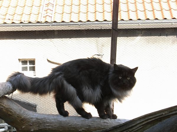 Undercover-Coon´s Bild 15 Oktober 2009