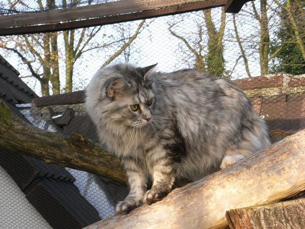 Undercover-Coon´s Bild 2 November 2009