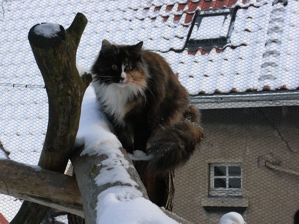 Undercover-Coon´s Bild 23 Dezember 2009