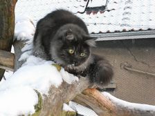 Undercover Coon´s Bild 18 Dezember 2009